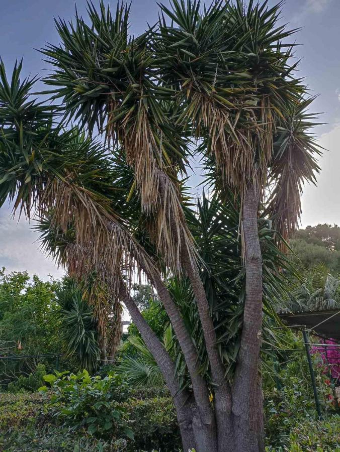 Ferienwohnung Palm-Tree Arkoudi Exterior foto